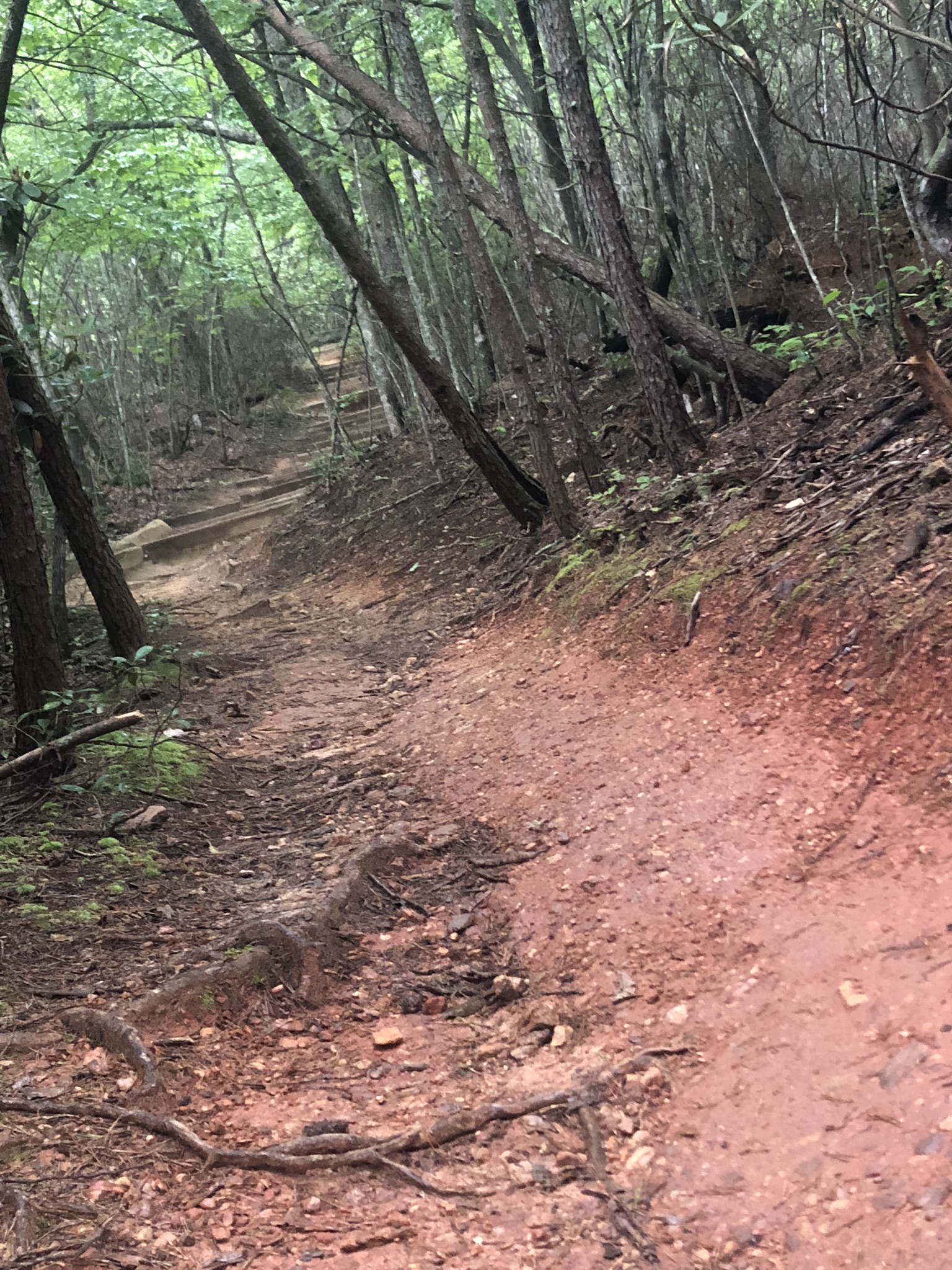 Moore's Knob Trail